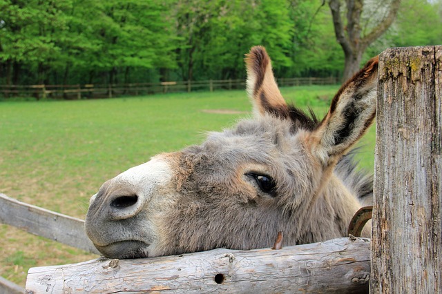donkey stare